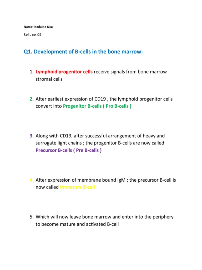 Q1. Development of B-Cells in The Bone Marrow | PDF
