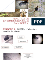 PRACTICA DE ENTOMOLOGIA TORAX