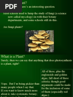 Importance of Plants