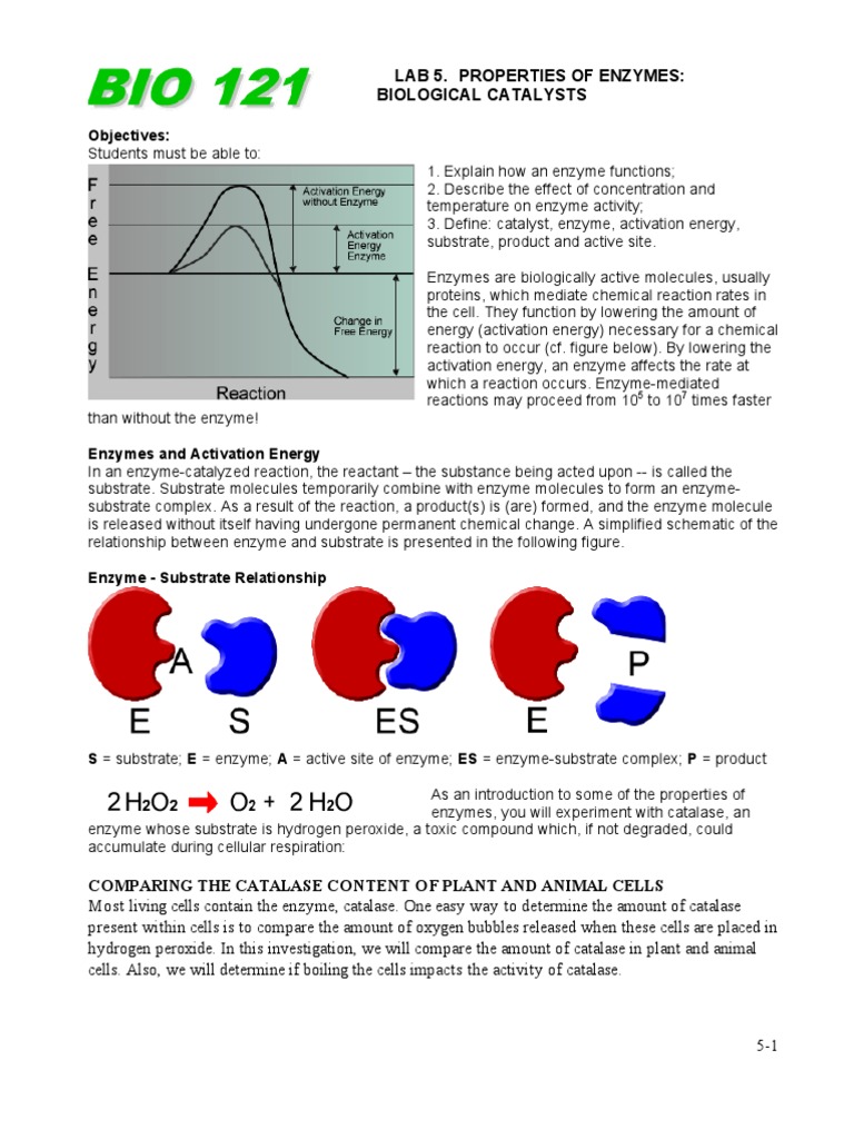 Properties of Enzymes Enzyme Catalase