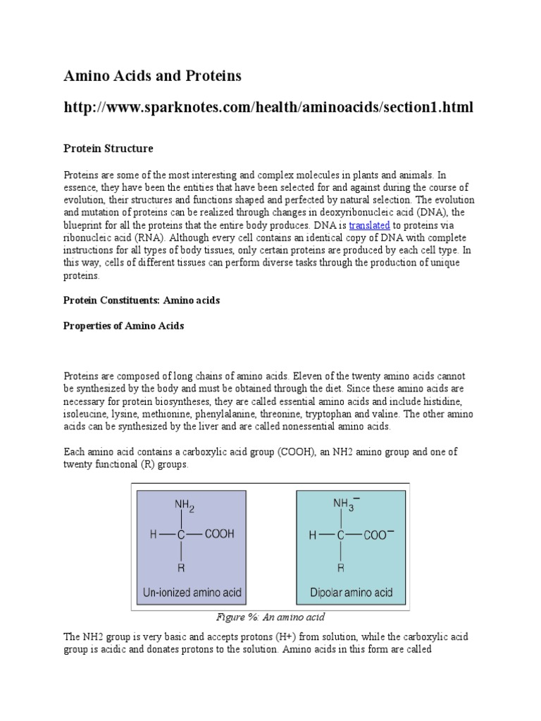 Amino Acids and Protein Structure | PDF | Amino Acid | Protein Folding