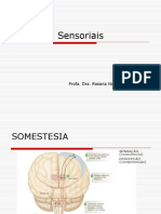 Sistemas Sensoriais - 2013