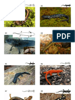 Salamander Classification Cards (Small)