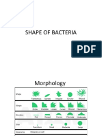 Shape of Bacteria