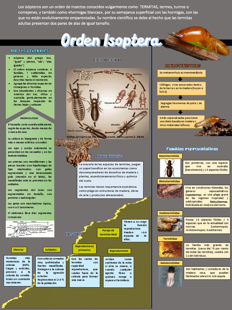Características del Orden Isoptera | PDF | Insectos | Organismos