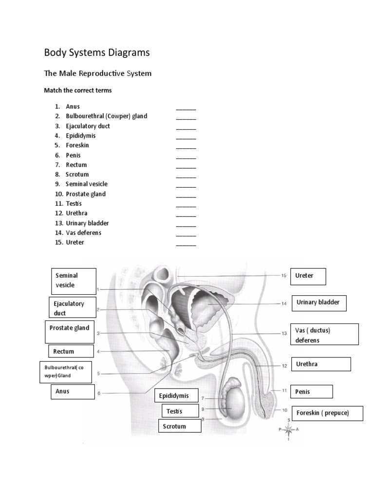 Labelled Diagram Male Reproductive System PDF