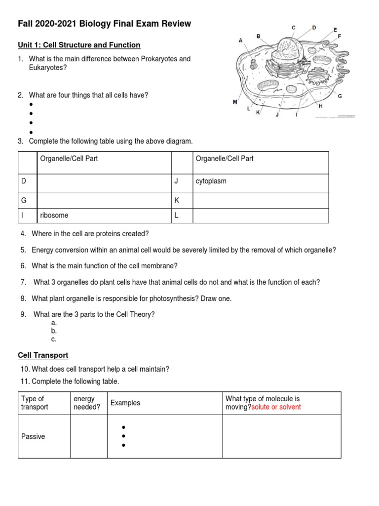 Biology Final Exam Review Guide | PDF | Cellular Respiration | Cell ...