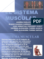 El Sistema Muscular