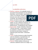 Funciones de Las Glándulas Endocrinas 5°