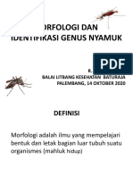 Morfologi Dan Identifikasi Nyamuk Dewasa