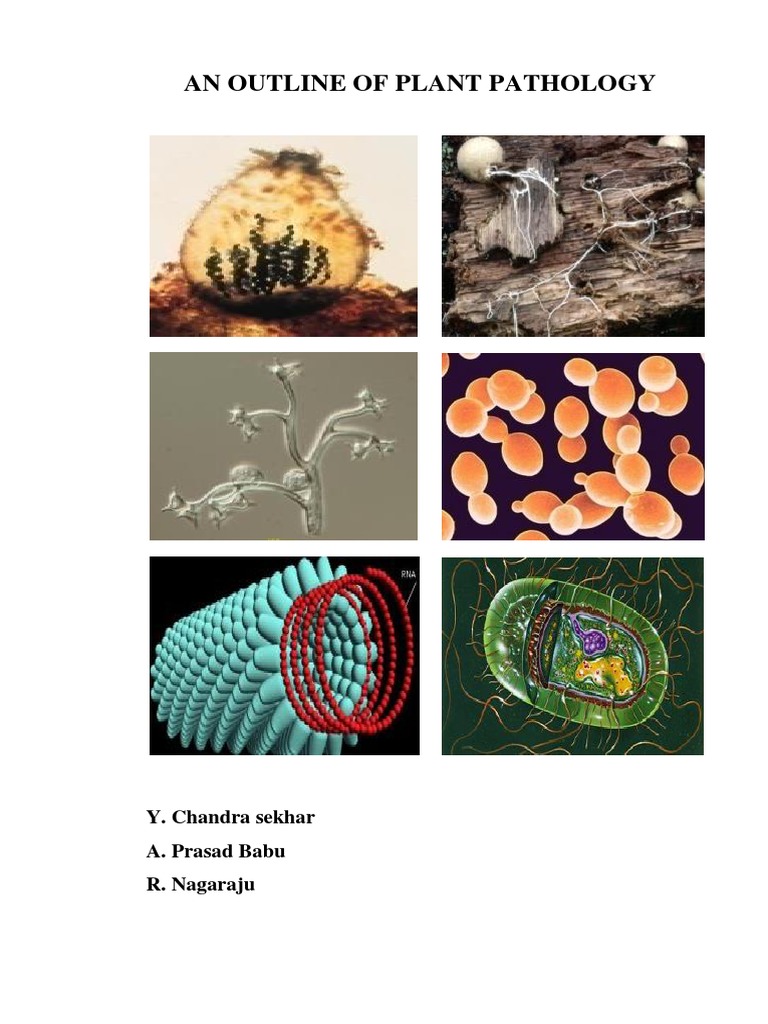 11042020102651plant Pathology | PDF | Plant Pathology | Fungus