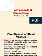 Blood Vessels & Circulation: Lectures 27 - 30