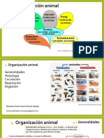 Tema4 Organizacion Animal