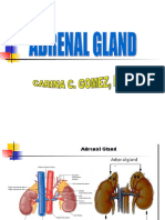 Adrenal Gland