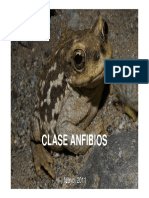 Clase Anfibios 2011