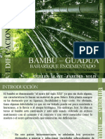 Bambu Guadua