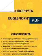 Chlorophyta Euglenophyta Biobgacrsmaterijalikorisnika7 Predavanje Oamtrihalne