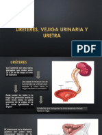 Sistema Genitourinario 2.1