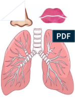 Picture of The Lungs