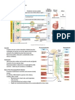 Autonomic Nervous System - Handouts