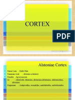 Cortex