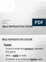 Male Reproductive System