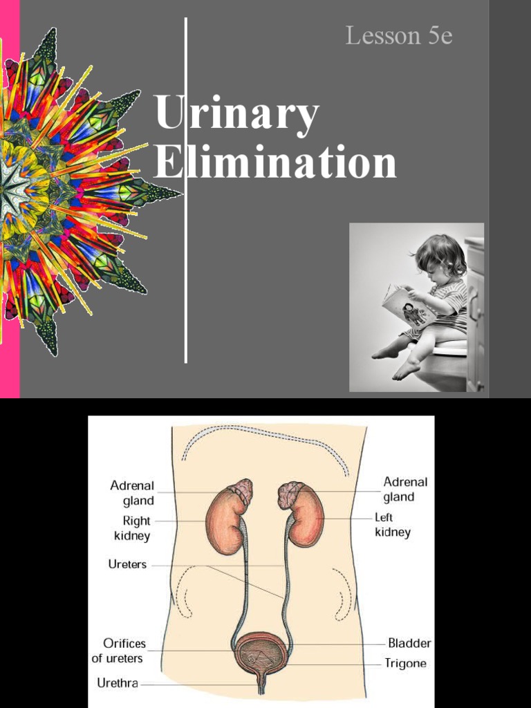 Urinary Elimination: Lesson 5e | PDF | Urinary System | Urination