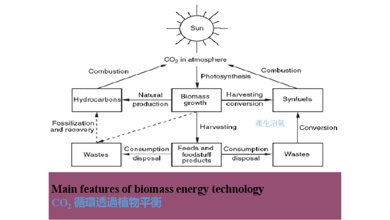 Biomass Diagram | PDF