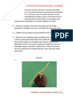 Cultivo de palma de aceite: germinación y clasificación de semillas