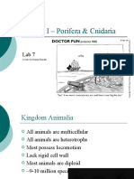 Animal I - Porifera and Cnidaria Kingdom Overview
