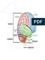 Tugas Teta Neurosains