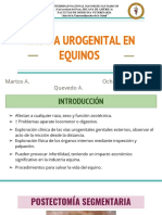 Cirugía Urogenital en Equinos