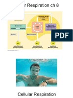 Ch 08 Cellular Respiration