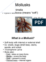 Mollusks: Kingdom Animalia Phylum Mollusca (Means "Soft")