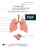 The Human Lungs: Date - Name