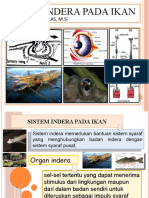 Sistem Indera Pada Ikan Ok