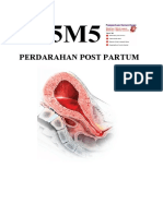 B15-16 M5 Cranium