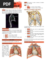 Netter Corazon | PDF | Ventrículo (corazón) | Corazón