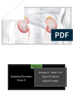 1 Série e 1 Med - Cad 2 - Bio 3 - Mods 7 e 8 - Sistema Excretor - Parte 4