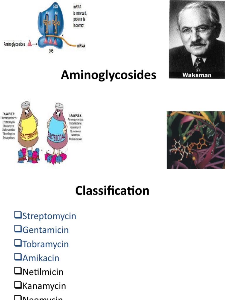 Aminoglycosides | PDF | Creatinine | Drugs