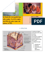 Guía 5.PIEL