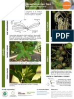 HLW Macadamia Integrifolia Identificaiton Fact Sheet