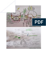 Imagenes Anatomicas Craneo Tarea 4