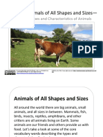 CVWP Animals of All Shapes and Sizes Bundle