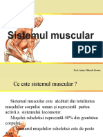 Sistemul Muscular