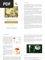 Boas práticas de colheita de cogumelos silvestres