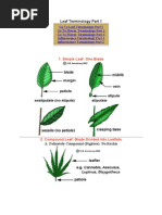 Download Botany_Terminology by Sashka Toncheva SN49320820 doc pdf