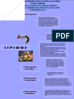 Lipidos