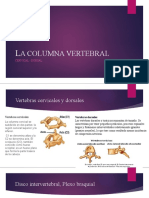 LA COLUMNA VERTEBRAL