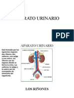 APARATO-URINARIO